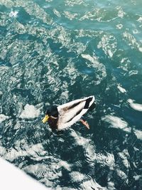 High angle view of person swimming in sea