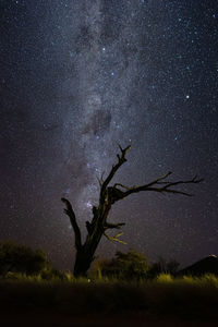 Silhouette tree on field against sky at night