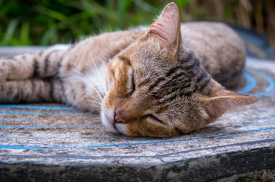Close-up of a sleeping cat