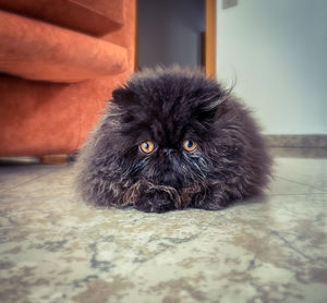 Portrait of black dog relaxing on floor