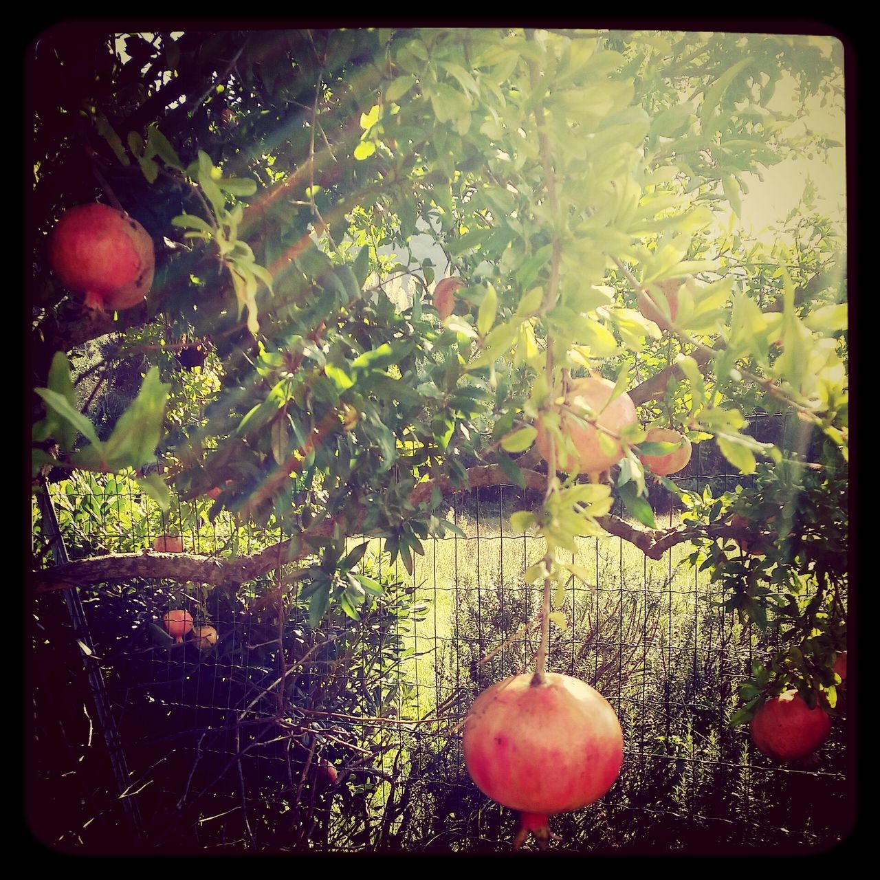 transfer print, auto post production filter, growth, green color, fruit, tree, red, freshness, leaf, plant, nature, food and drink, close-up, branch, beauty in nature, growing, no people, hanging, day, outdoors