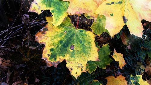 High angle view of yellow maple leaves on land