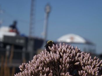 Close-up of insect pollinating on flowers