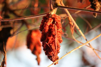 Close-up of autumn leaf on tree