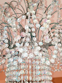 Close-up of flowers on tree
