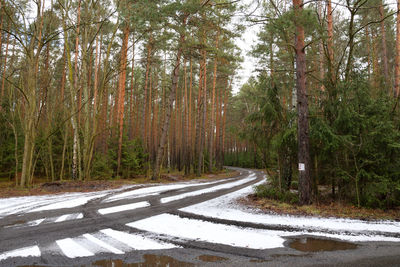 Road amidst trees in forest during winter