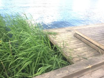 High angle view of grass in water