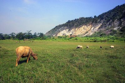 Sheep grazing in a field