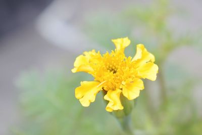 Close-up of yellow flowering plant