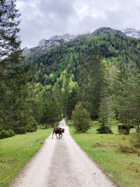 People riding horse on road amidst trees against sky