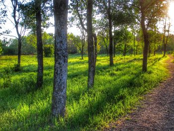 Trees on field in forest