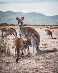 Kangaroos feeding standing on field watching in camera against sky