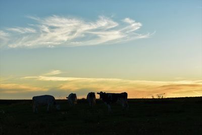 Cows grazing on field against sky during sunset