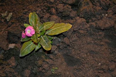 Close-up of purple flowers
