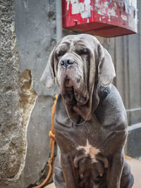 Close-up of neapolitan mastiff against wall