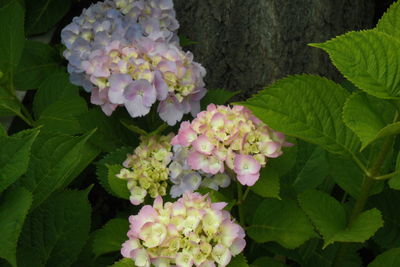 Close-up of flowers blooming outdoors