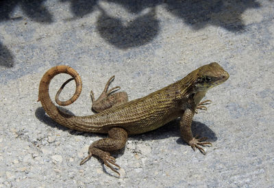 High angle view of a lizard on sand