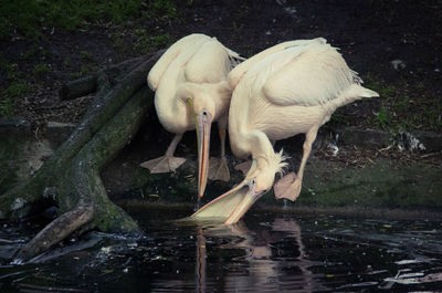 Close-up of swan perching on lake