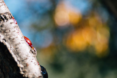 Close-up of plant against blurred background