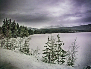 Pine trees on snowcapped mountains against sky during winter