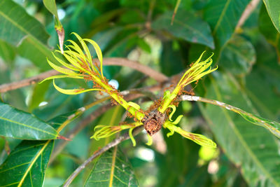 Close-up of insect on plant