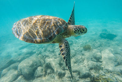 Turtle swimming in sea