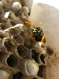 High angle view of bee