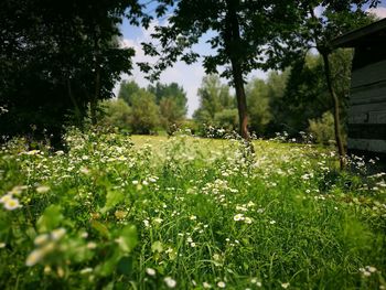 Plants growing on field