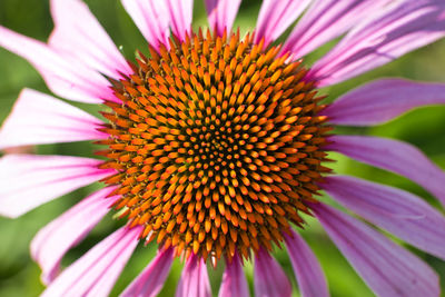 Close-up of pink flower