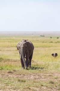 Elephant with calf on the savanna in africa