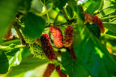Close-up of strawberry growing on plant