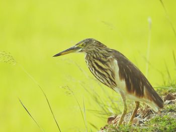 Close-up of a bird