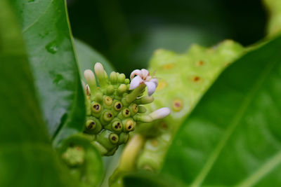 Close-up of succulent plant