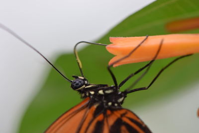 Close-up of butterfly pollinating flower