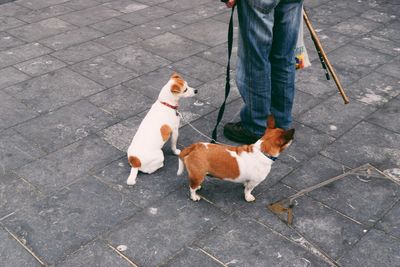 Low section of person with dog walking on sidewalk