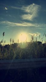 Plants growing on field against sky during sunset