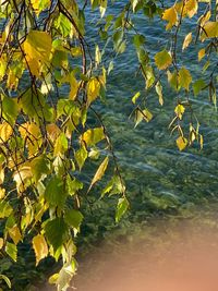 Close-up of yellow leaves in lake