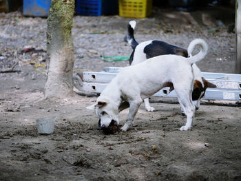 Two dogs on street