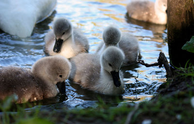 Swan ducklings swimming in lake