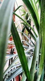 Close-up of bicycle in grass