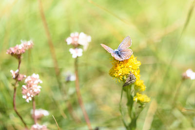 Close-up of bee pollinating on flower