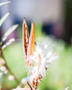 Close-up of flower on plant