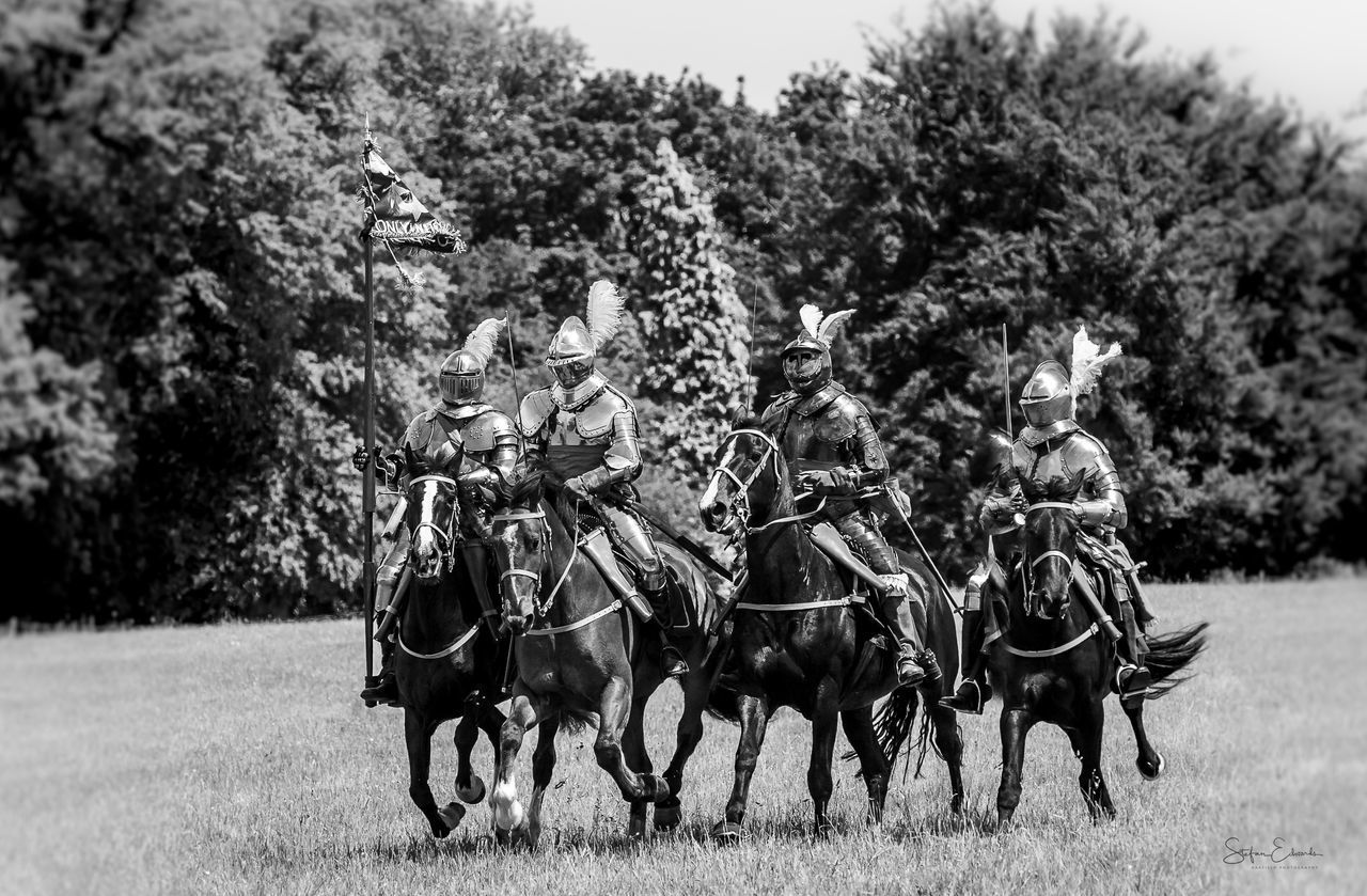 HORSES ON FIELD AGAINST TREES