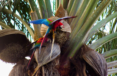 Low angle view of parrot on tree