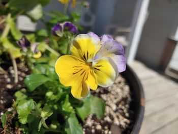 Close-up of yellow flower in pot