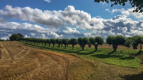 Panoramic view of agricultural field against sky