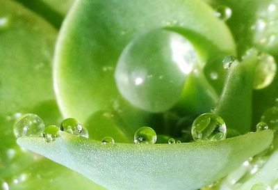 Close-up of water drops on plant