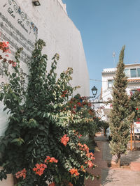 View of flowering plant against building