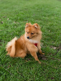 Dog looking away on field