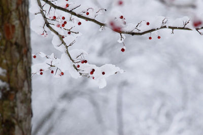 White flowers on tree